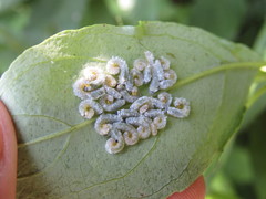 Macremphytus tarsatus