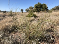 Acacia stenophylla
