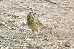 Emberiza fucata