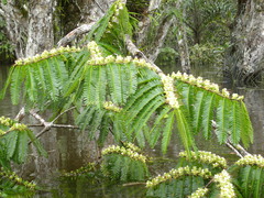 Macrolobium acaciifolium