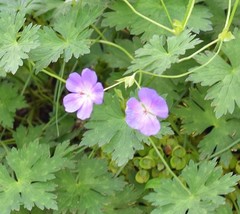 Geranium wallichianum