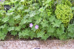 Geranium wallichianum