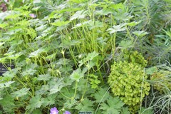 Geranium wallichianum