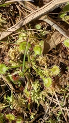 Drosera rotundifolia