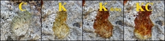 Pertusaria lactescens