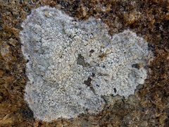 Pertusaria lactescens
