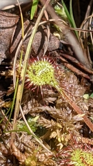 Drosera rotundifolia