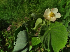 Abutilon hulseanum