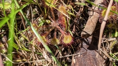 Drosera rotundifolia
