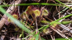 Drosera rotundifolia