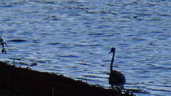 Egretta tricolor image