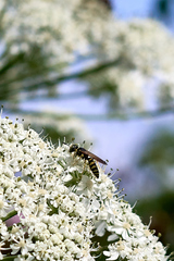 Philanthus crabroniformis