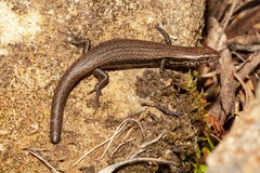 Carinascincus