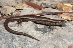 Carinascincus