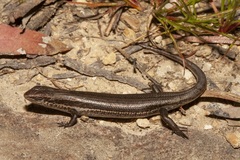 Carinascincus