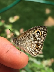 Ypthima stellera