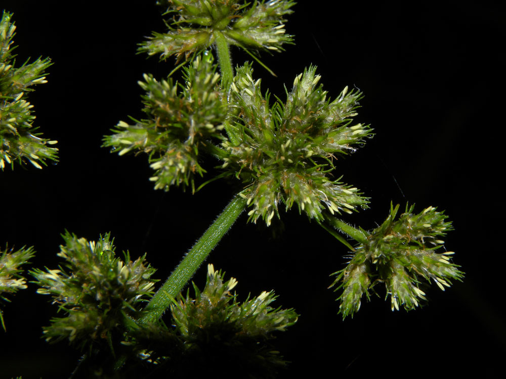 Fuirena umbellata
