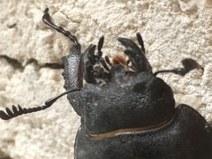 Lucanus cervus
