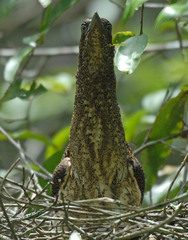 Zebrilus undulatus
