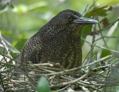 Zebrilus undulatus