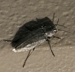 Melanophila acuminata