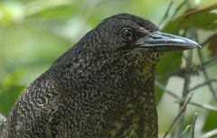 Zebrilus undulatus