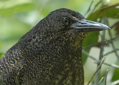 Zebrilus undulatus