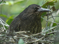 Zebrilus undulatus