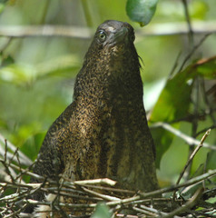Zebrilus undulatus