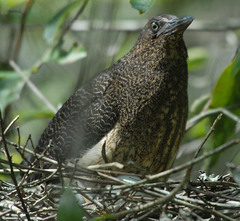 Zebrilus undulatus