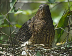 Zebrilus undulatus