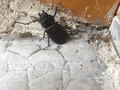 Lucanus cervus