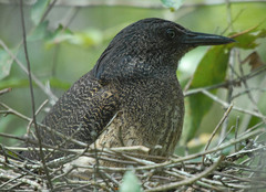 Zebrilus undulatus