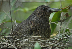 Zebrilus undulatus