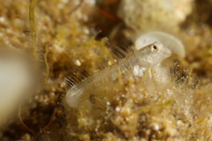 Microlipophrys dalmatinus