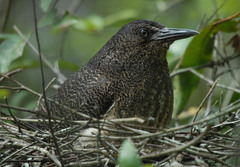 Zebrilus undulatus