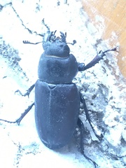 Lucanus cervus