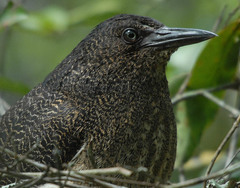 Zebrilus undulatus