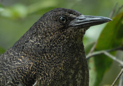 Zebrilus undulatus