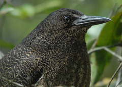 Zebrilus undulatus