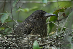 Zebrilus undulatus