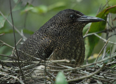 Zebrilus undulatus