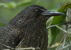 Zebrilus undulatus