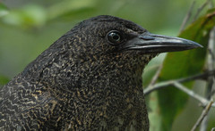 Zebrilus undulatus