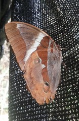 Thauria lathyi