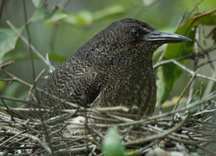 Zebrilus undulatus