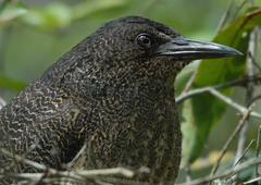 Zebrilus undulatus