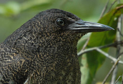 Zebrilus undulatus