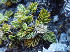 Anisotome imbricata prostrata