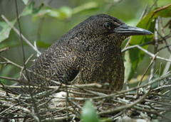 Zebrilus undulatus